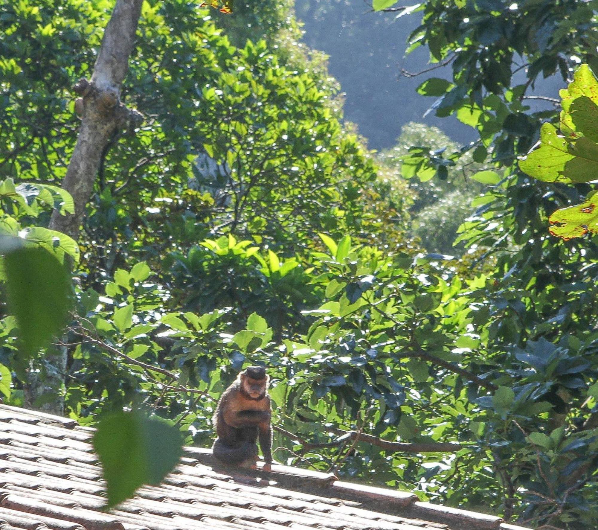 Les Jardins de Rio Boutique Hotel Rio de Janeiro Extérieur photo